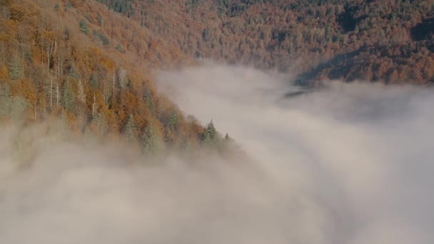 안개 속의 가을 숲, 아름다운 산의 아침 풍경. 드론에서 바라본 풍경. — 비디오