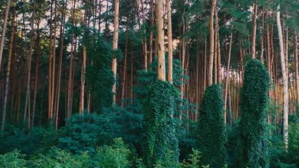 夏天常绿松树林.树木由野葡萄的藤蔓编织而成. — 图库视频影像