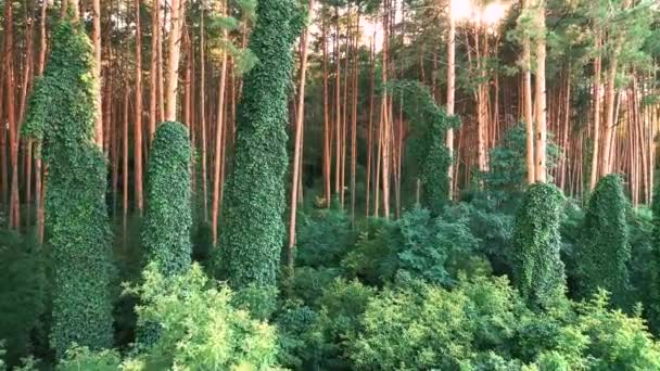Καλοκαίρι αειθαλές πευκοδάσος. Τα δέντρα είναι υφασμένα με αμπέλια από άγρια σταφύλια. — Αρχείο Βίντεο