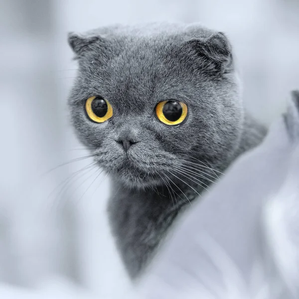 Grå Skotsk Veck Porträtt Vacker Fluffig Katt Selektivt Fokus Konstnärligt — Stockfoto