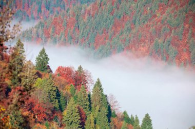 Şafakta siste sonbahar ormanı. İHA görüntüsü. Dağların yamaçlarında parlak renkli kozalaklı talist ağaçlar. Üst görünüm.