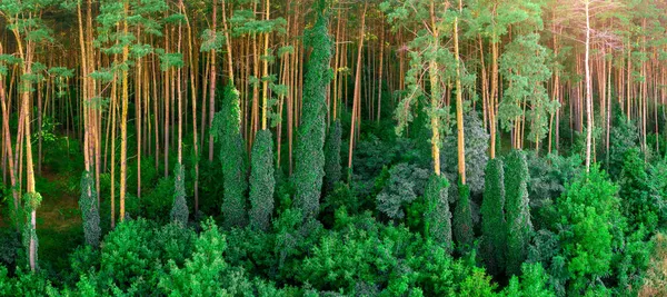 树枝与扭曲的植物纠缠在一起 绿色夏季森林的全景 — 图库照片