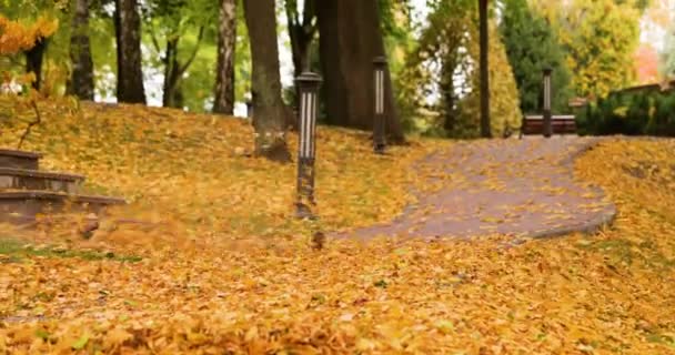 Jardineiros removem folhas caídas para compostagem no parque. — Vídeo de Stock