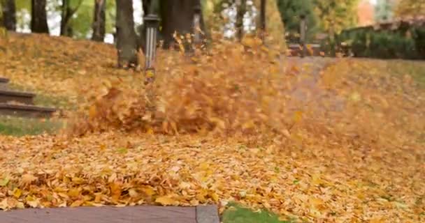 庭師は公園で堆肥化するために落ちた葉を削除します. — ストック動画
