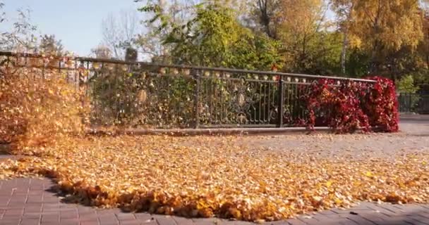 Trädgårdsmästare tar bort fallna löv för kompostering i parken. — Stockvideo
