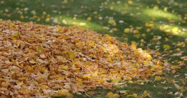 Les jardiniers enlèvent les feuilles mortes pour le compostage dans le parc. — Video