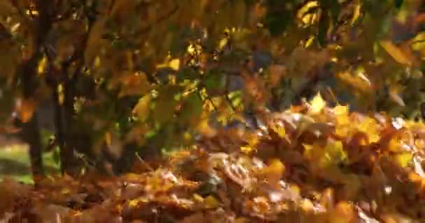 Gardeners remove fallen leaves for composting in the park. — Stock Video