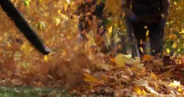 Jardineiros removem folhas caídas para compostagem no parque. — Vídeo de Stock