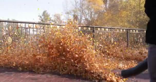Jardineros retiran hojas caídas para compostaje en el parque. — Vídeos de Stock