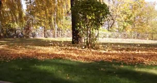 Bahçıvanlar parktaki gübreleme için düşen yaprakları temizliyorlar.. — Stok video