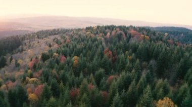 Dağlar sonbahar şafağı kozalaklı orman.