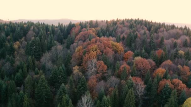 Montagnes automne aube forêt de conifères. — Video