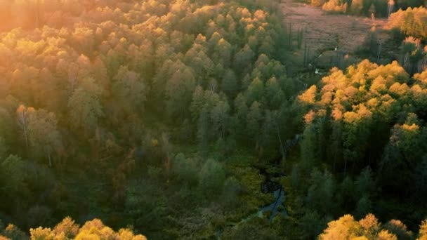 Φθινόπωρο φυλλοβόλο δάσος στα βουνά — Αρχείο Βίντεο