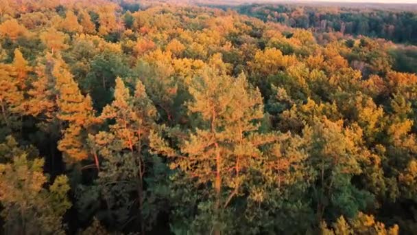 Jesienny las liściasty w górach — Wideo stockowe