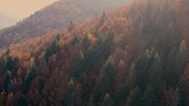 Bosque de coníferas y caducifolios de otoño en las montañas. Vista del dron. — Vídeos de Stock