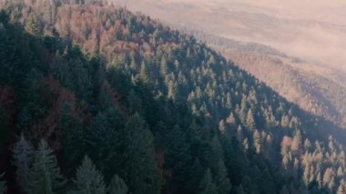 Dağlarda sonbahar kozalaklı ve yaprak döken bir orman. Drone görünümü.