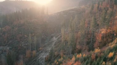 Dağlarda sonbahar kozalaklı ve yaprak döken bir orman. Drone görünümü.