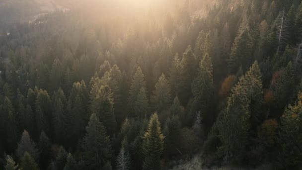 Jesienny las iglasty i liściasty w górach. Widok drona. — Wideo stockowe