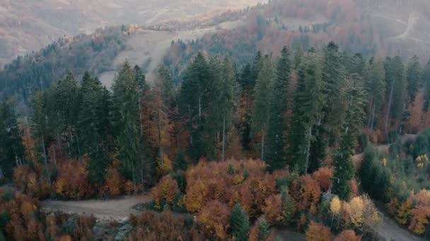 Forêt automnale de conifères et de feuillus dans les montagnes. Vue sur drone. — Video