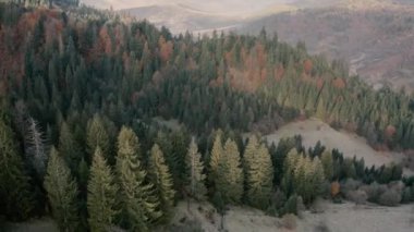 Dağlarda sonbahar kozalaklı ve yaprak döken bir orman. Drone görünümü.