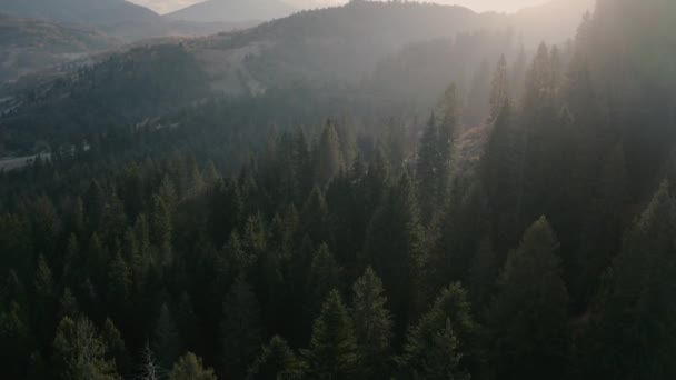 Herfst naaldbos en loofbos in de bergen. Drone aanzicht. — Stockvideo