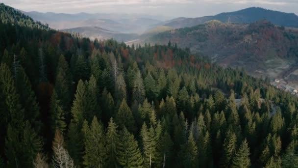 Forêt automnale de conifères et de feuillus dans les montagnes. Vue sur drone. — Video