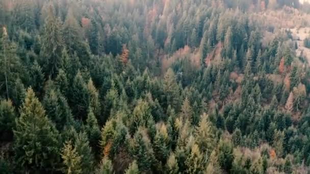 Forêt automnale de conifères et de feuillus dans les montagnes. Vue sur drone. — Video