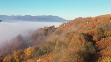 Sonbahar orman dağı şafak vakti sis drone görüntüsü