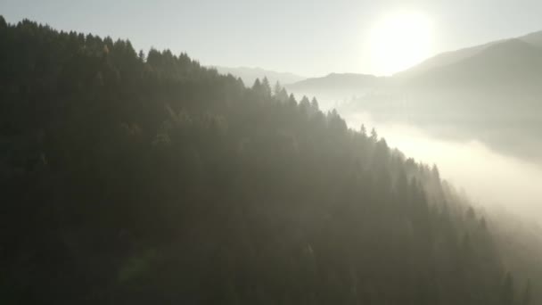 Poranna mgła, leśny świt góry — Wideo stockowe