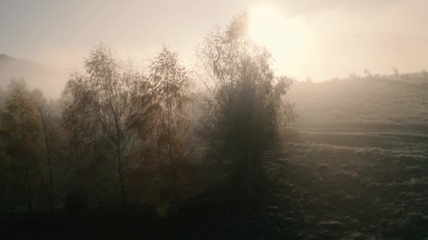 Утренний туман, рассвет в лесу — стоковое видео