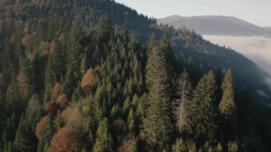 Sabah sisi, orman dağı şafağı