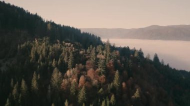 Sabah sisi, orman dağı şafağı