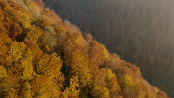 Bosque caducifolio de otoño en las montañas — Vídeos de Stock