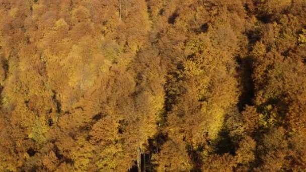 Bosque caducifolio de otoño en las montañas — Vídeos de Stock