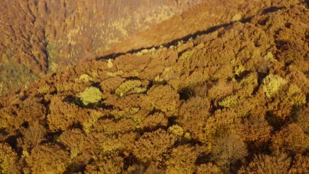 山の秋落葉樹林 — ストック動画