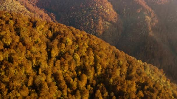 Őszi lombhullató erdő a hegyekben — Stock videók