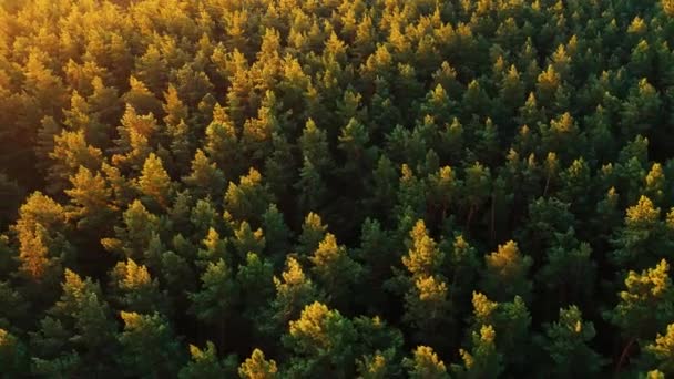 Yaz sabahı çam ormanı şafak vakti, drone manzarası. — Stok video