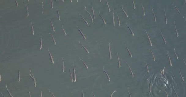 Beaucoup de petits poissons à la surface de l'eau — Video