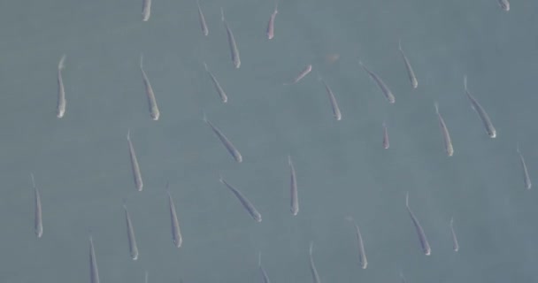 Πολλά μικρά ψάρια στην επιφάνεια του νερού — Αρχείο Βίντεο