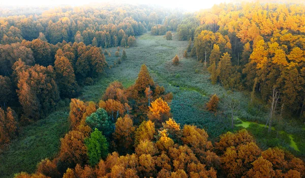 Őszi Erdő Fényes Színes Fák Tetejére Néző Természetes Háttér Vagy — Stock Fotó