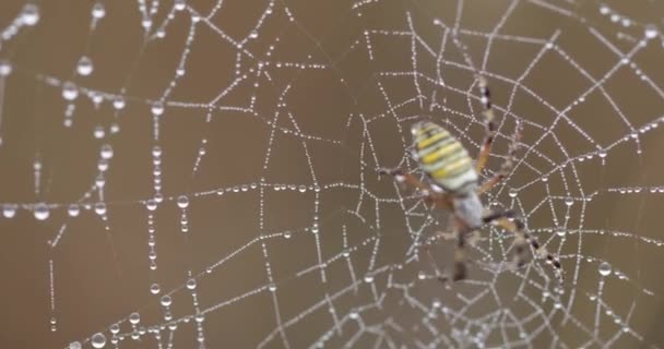 La araña avispa Se sienta en una tela en gotas de rocío. Macro — Vídeos de Stock