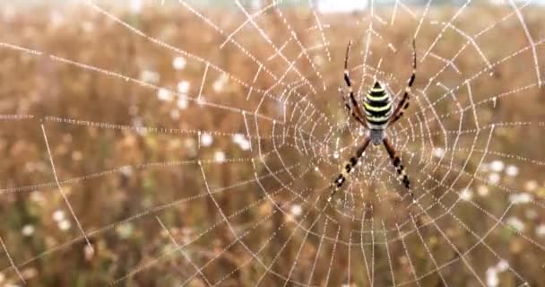 Wespenspinne sitzt auf einem Netz in Tautropfen. Makro — Stockvideo