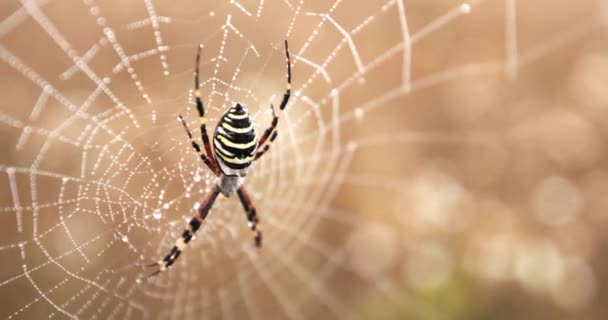 Wespenspinne sitzt auf einem Netz in Tautropfen. Makro — Stockvideo