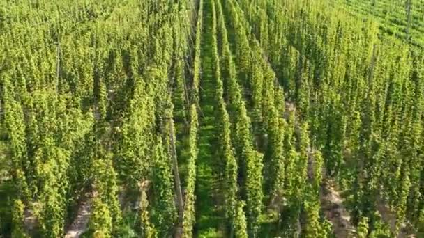 Hops in the field. A special plantation for growing twisted plants. — Stock Video