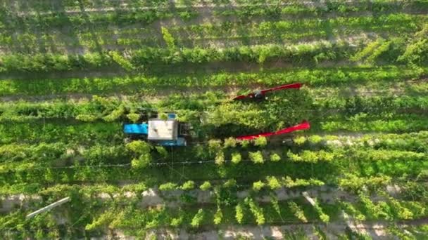 Hop oogsten in het veld. Drone aanzicht. — Stockvideo