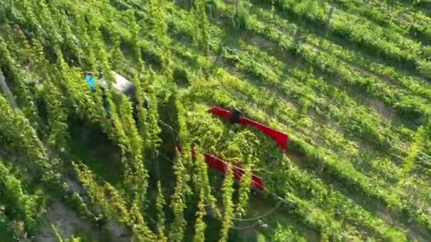 Harvesting hops in the field. Drone view. — Stock Video