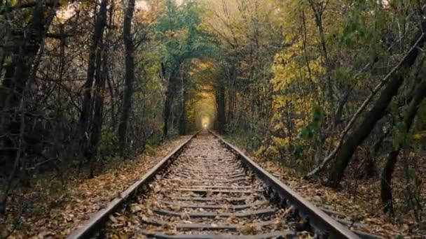 愛のトンネル、鉄道。古い線路は木で覆われていた。ロマンチックな魅力的な場所. — ストック動画