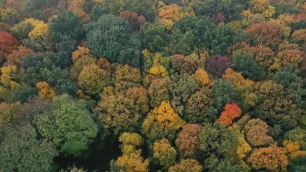 Осінній листяний ліс вид зверху, природний фон або текстура . — стокове відео