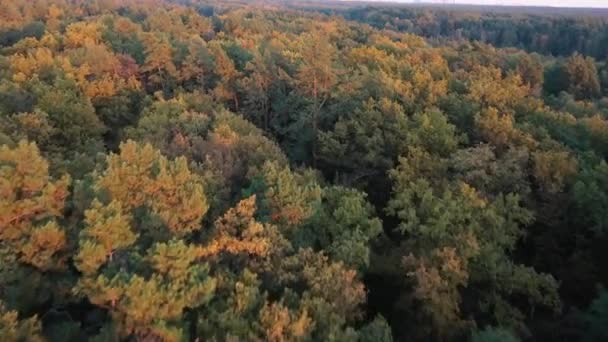 Vista superior del bosque deciduo de otoño, fondo natural o textura. — Vídeos de Stock