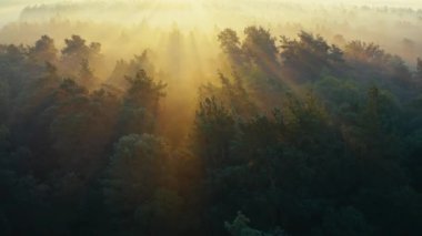 Sonbahar yaprak döken orman üst görünümü, doğal arka plan veya doku.